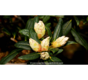 RHODODENDRON nain 'Dora Amateis' (blanc) - Printemps RHODODENDRON nain 'Dora Amateis' (blanc) - Printemps