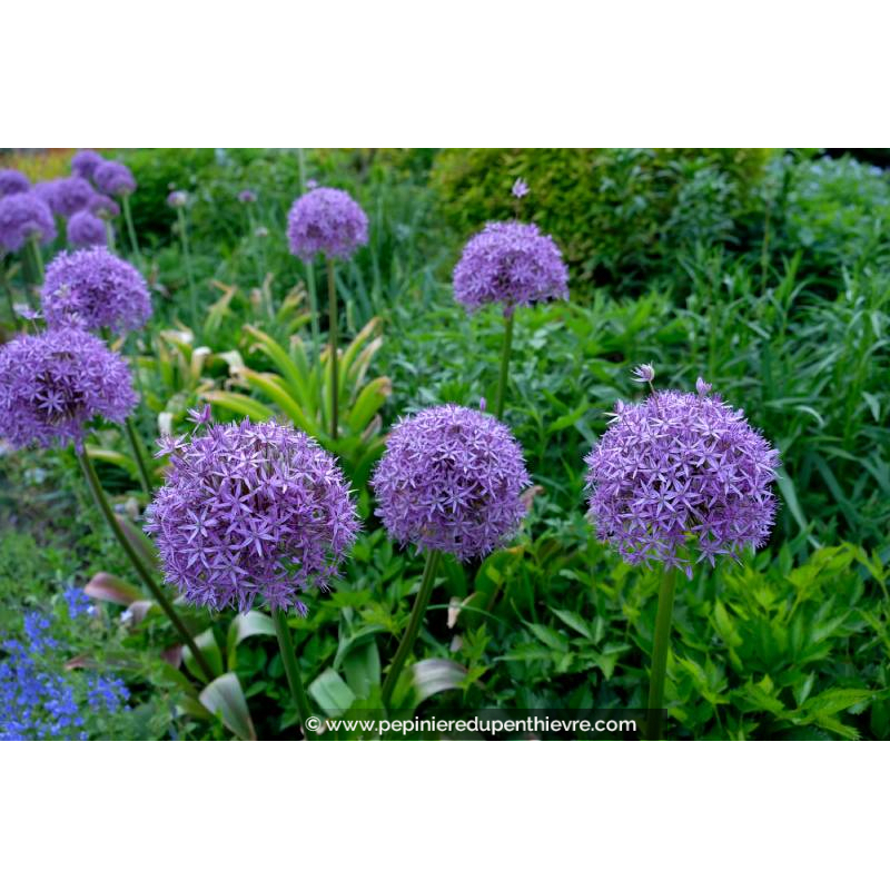 ALLIUM 'Gladiator'