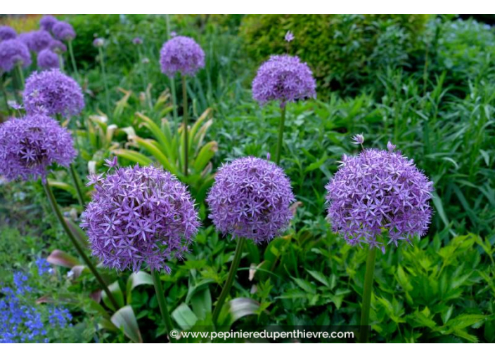 ALLIUM 'Gladiator'