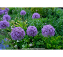 ALLIUM 'Gladiator'
