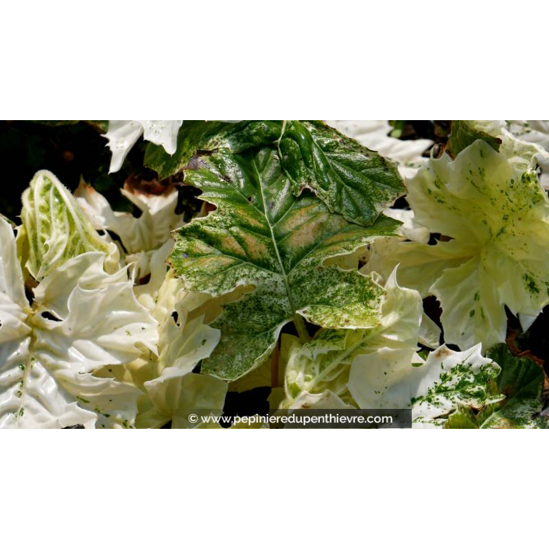 ACANTHUS mollis 'Whitewater'