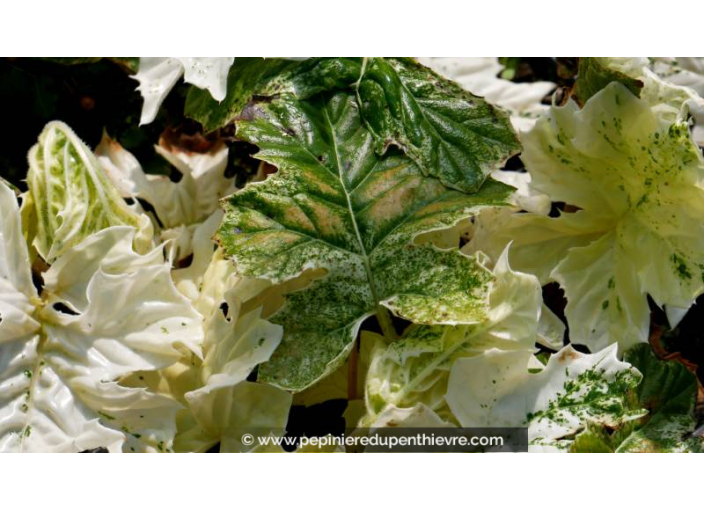 ACANTHUS mollis 'Whitewater'