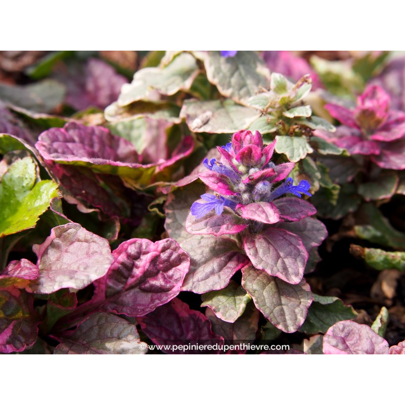 AJUGA reptans 'Burgundy Glow'