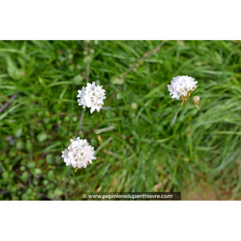 ARMERIA maritima 'Alba'