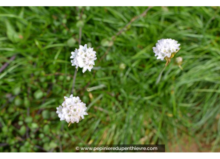 ARMERIA maritima 'Alba'