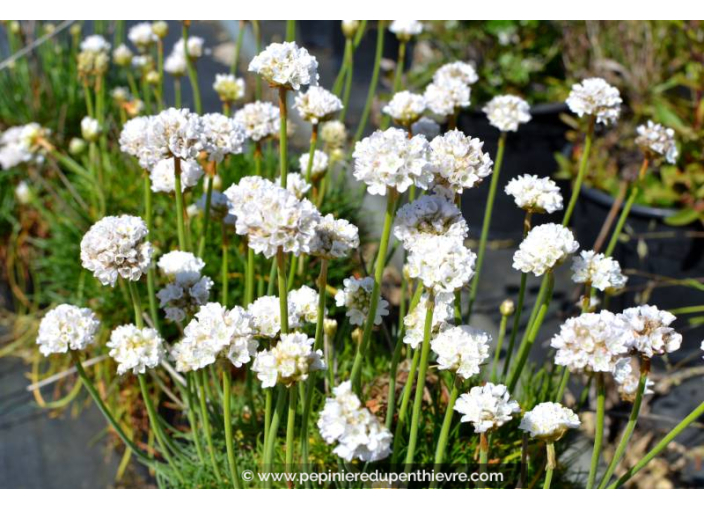 ARMERIA maritima 'Alba'