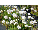 ARMERIA maritima 'Alba'