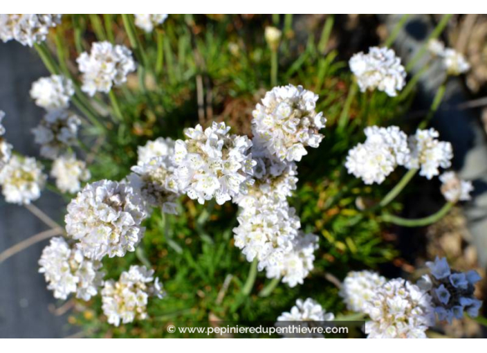 ARMERIA maritima 'Alba'