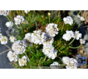 ARMERIA maritima 'Alba'
