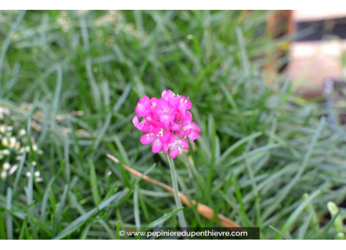 ARMERIA maritima 'Splendens'