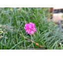 ARMERIA maritima 'Splendens'