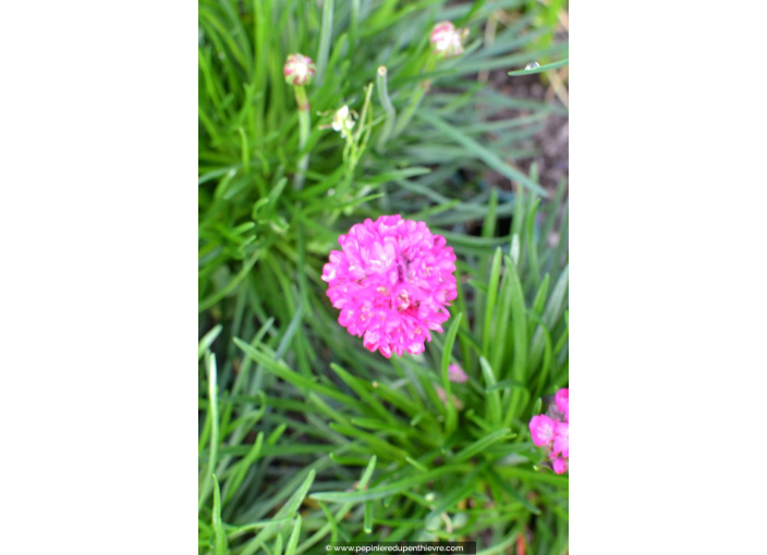 ARMERIA maritima 'Splendens'