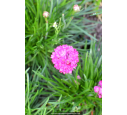 ARMERIA maritima 'Splendens'