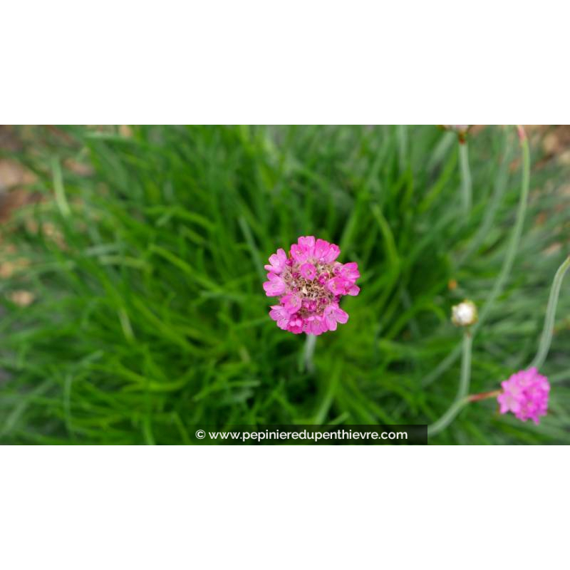 ARMERIA maritima 'Splendens'