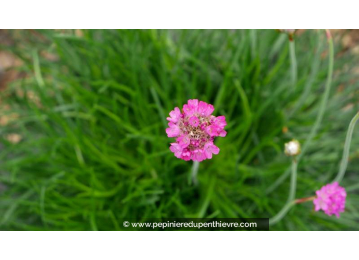 ARMERIA maritima 'Splendens'