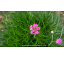 ARMERIA maritima 'Splendens'