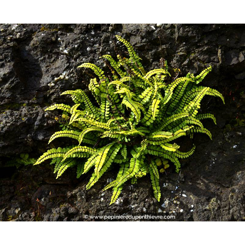 ASPLENIUM trichomanes