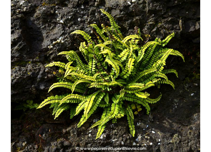 ASPLENIUM trichomanes