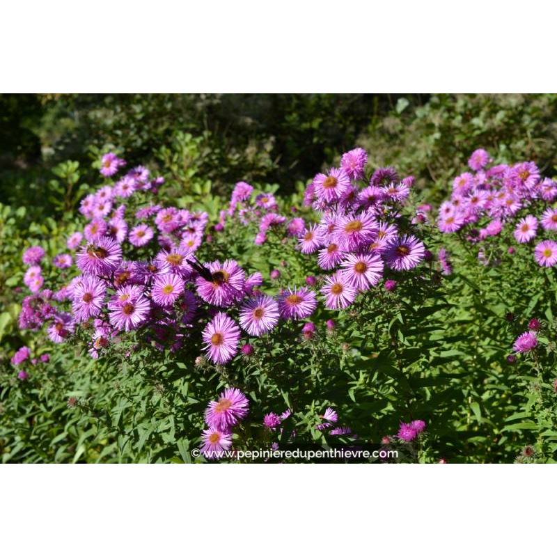 ASTER 'Pink Star'