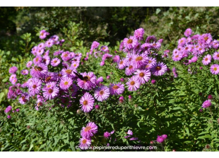 ASTER 'Pink Star'