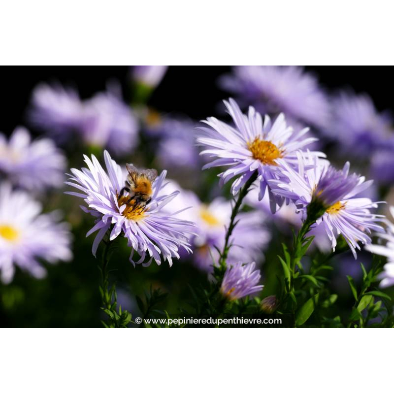 ASTER ageratoides 'Asran'