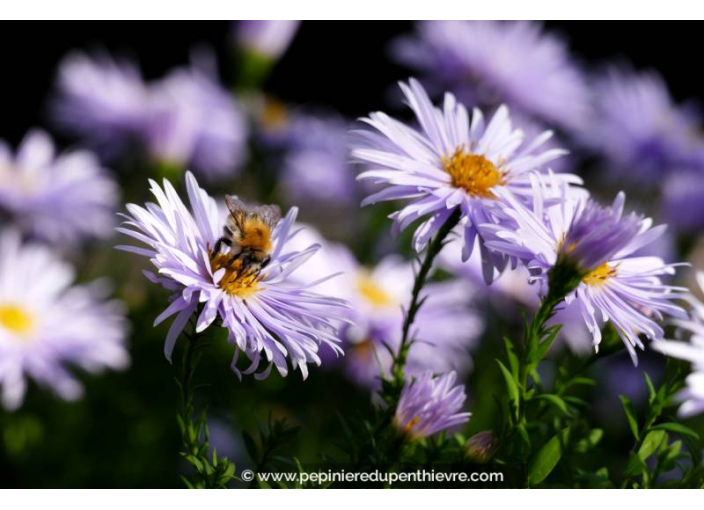 ASTER ageratoides 'Asran'