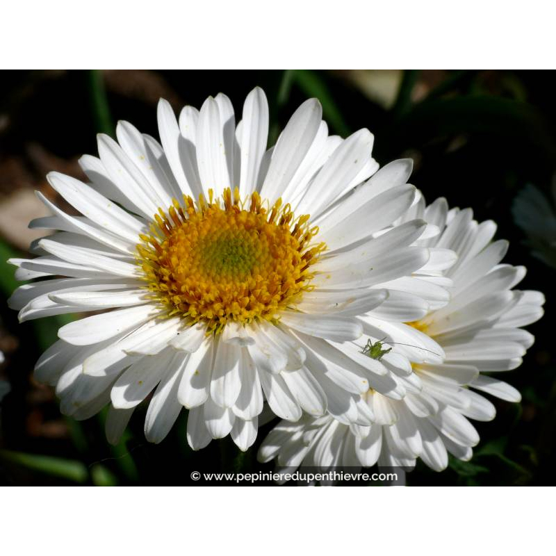 ASTER alpinus 'Albus'