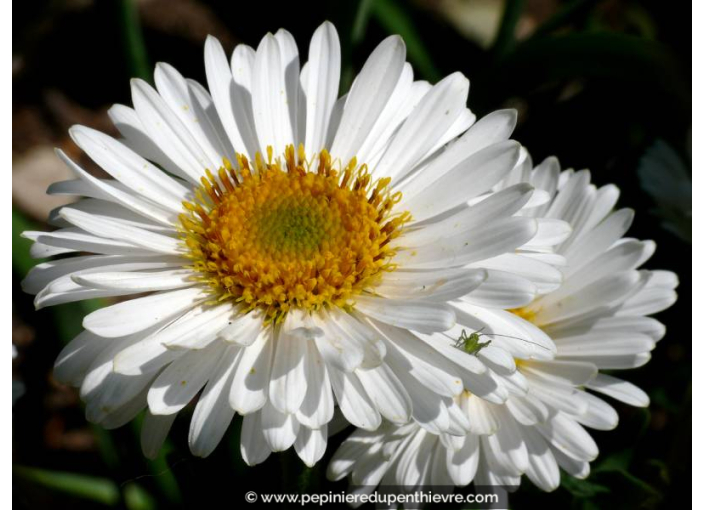 ASTER alpinus 'Albus'