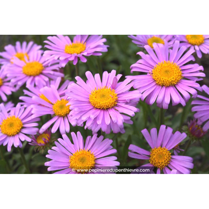 ASTER alpinus 'Happy End'