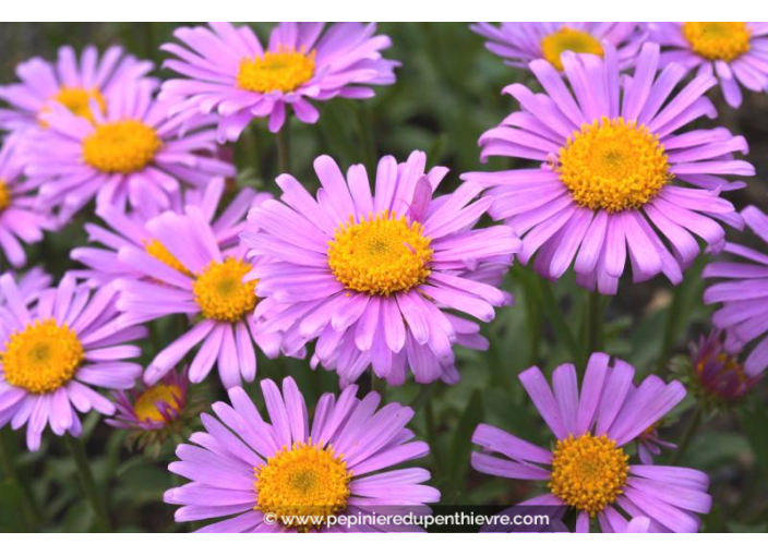 ASTER alpinus 'Happy End'