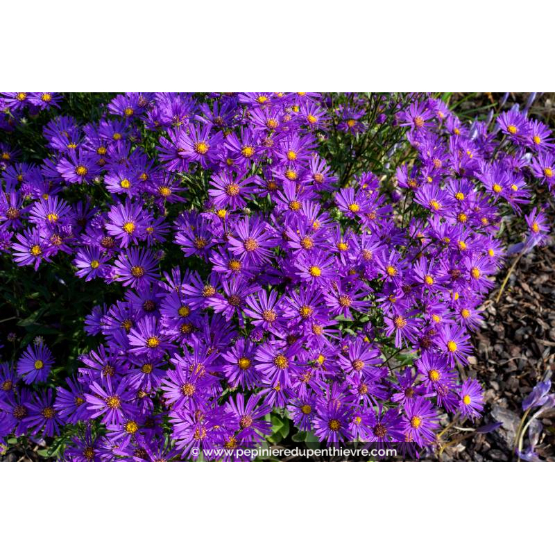 ASTER amellus 'Rudolph Goethe'