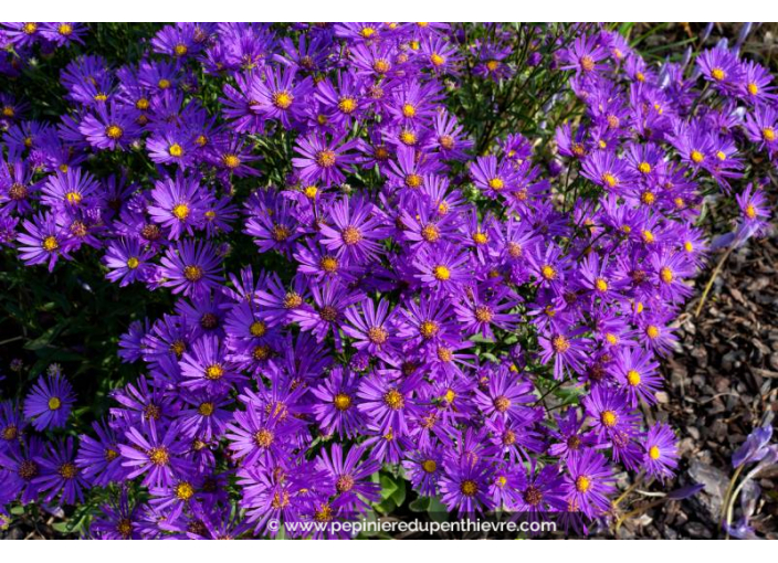 ASTER amellus 'Rudolph Goethe'