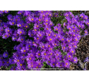 ASTER amellus 'Rudolph Goethe'