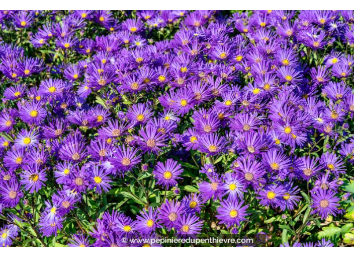 ASTER amellus 'Veilchenkönigin'