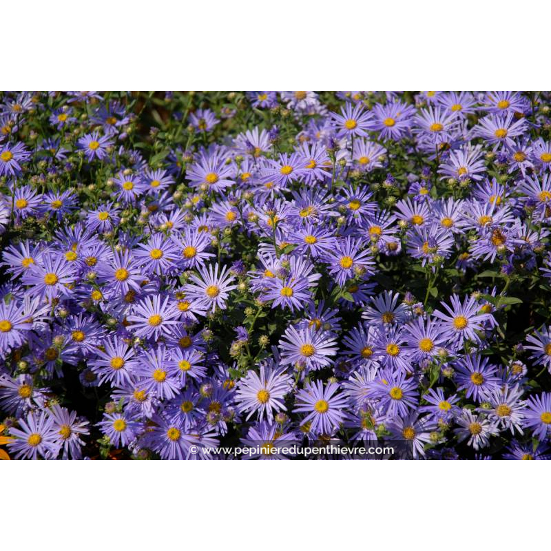 ASTER cordifolius 'Little Carlow'