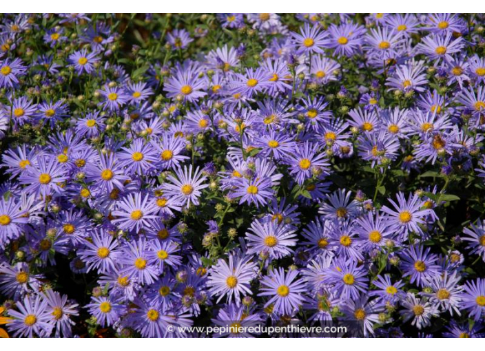 ASTER cordifolius 'Little Carlow'