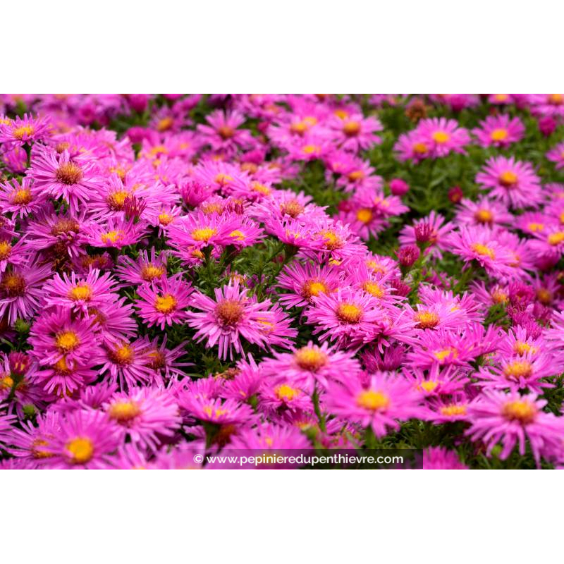 ASTER dumosus 'Alice Haslam'