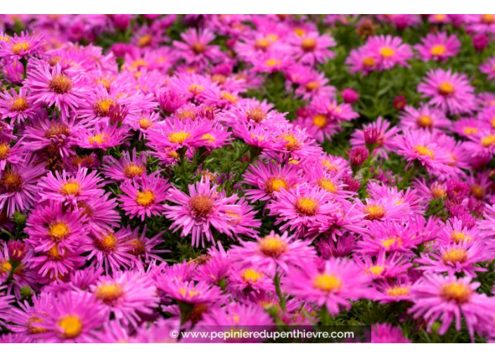 ASTER dumosus 'Alice Haslam'