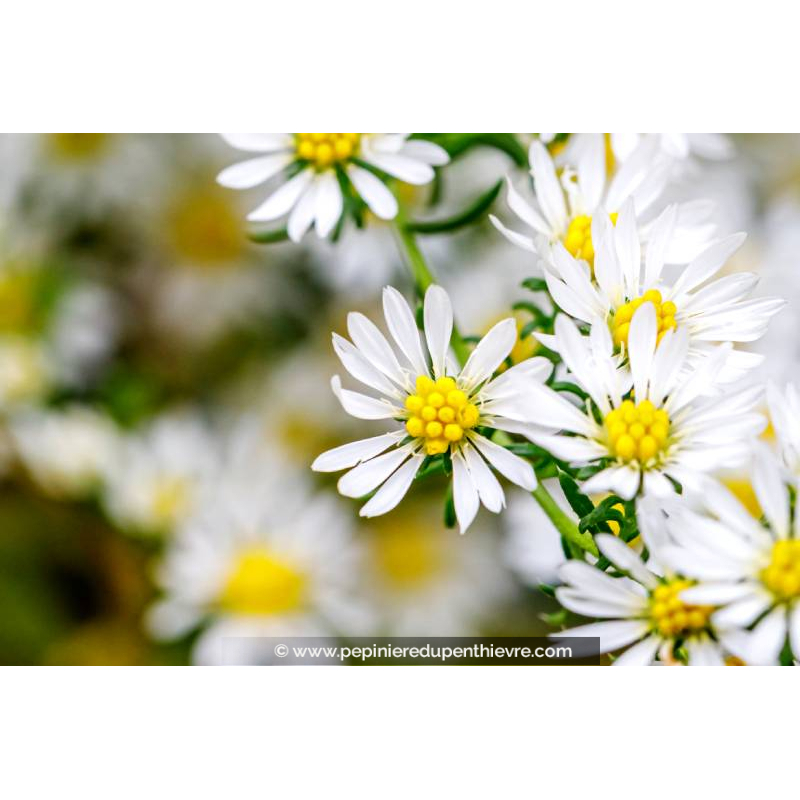 ASTER dumosus 'Kristina', Aster d'automne, blanc - Pépinière du Penthièvre