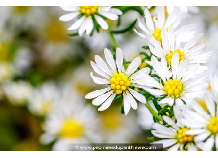 ASTER dumosus 'Kristina'
