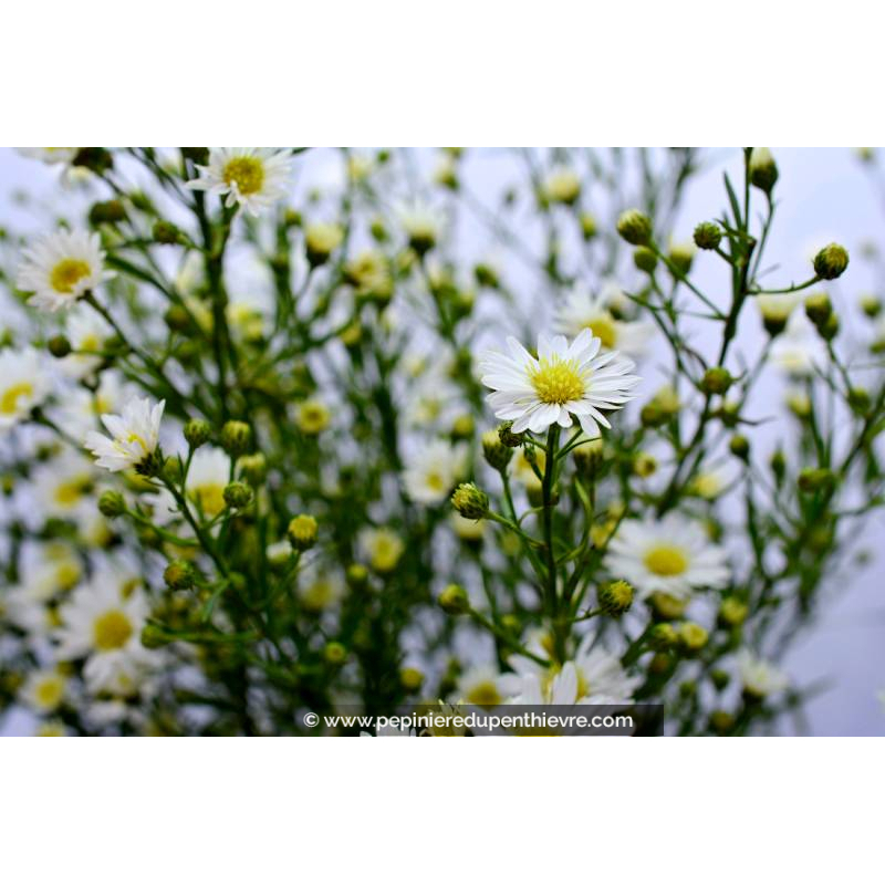 ASTER ericoides 'Schneetanne'