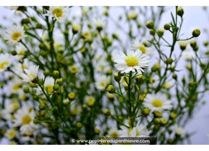 ASTER ericoides 'Schneetanne'