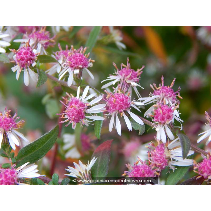 ASTER lateriflorus 'Lady in Black'