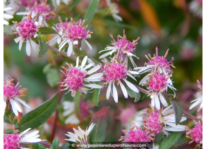 ASTER lateriflorus 'Lady in Black'