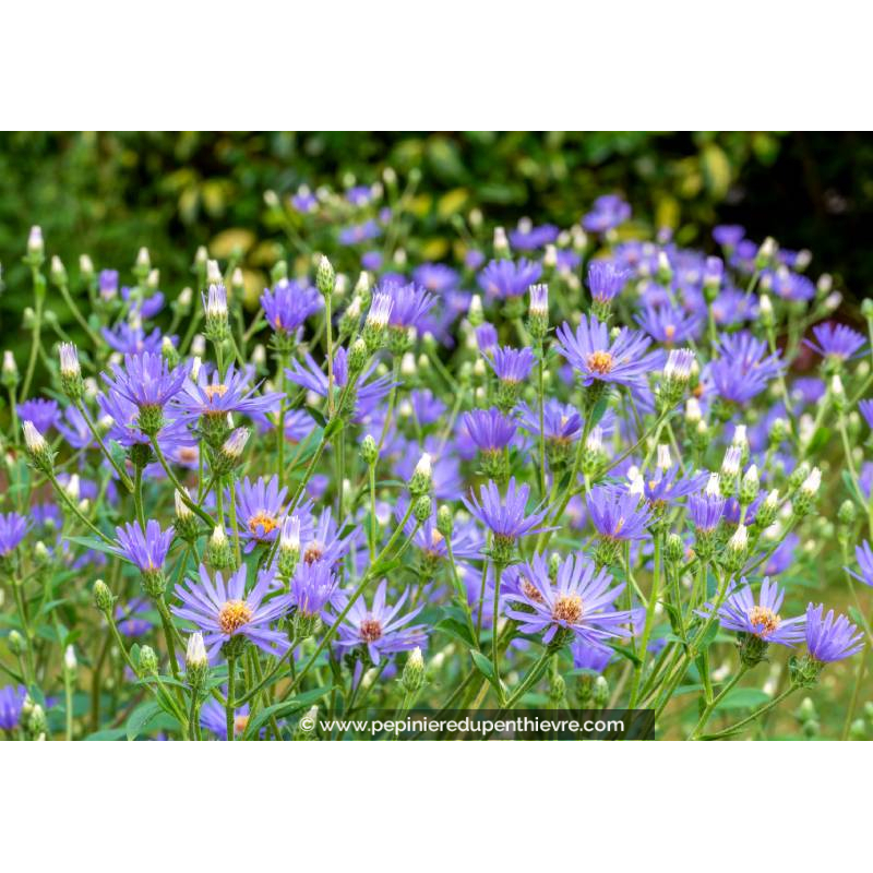 ASTER macrophyllus 'Twilight', bleu coeur jaune - Pépinière du Penthièvre