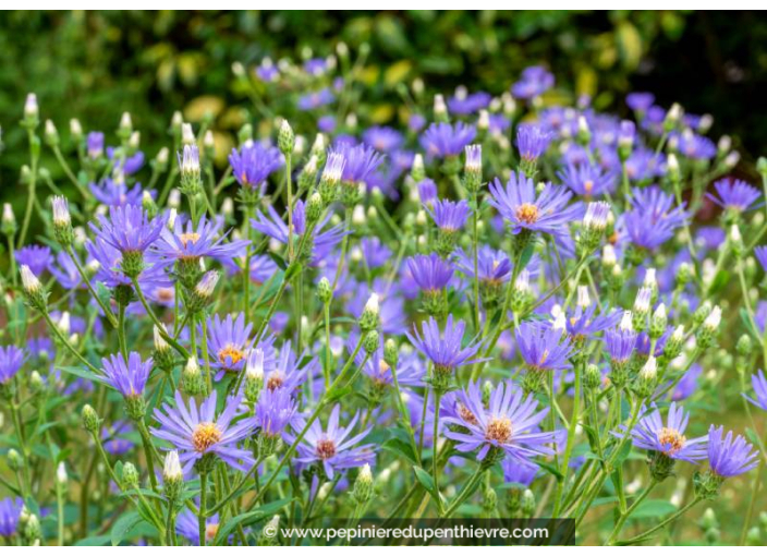 ASTER macrophyllus 'Twilight', bleu coeur jaune - Pépinière du Penthièvre