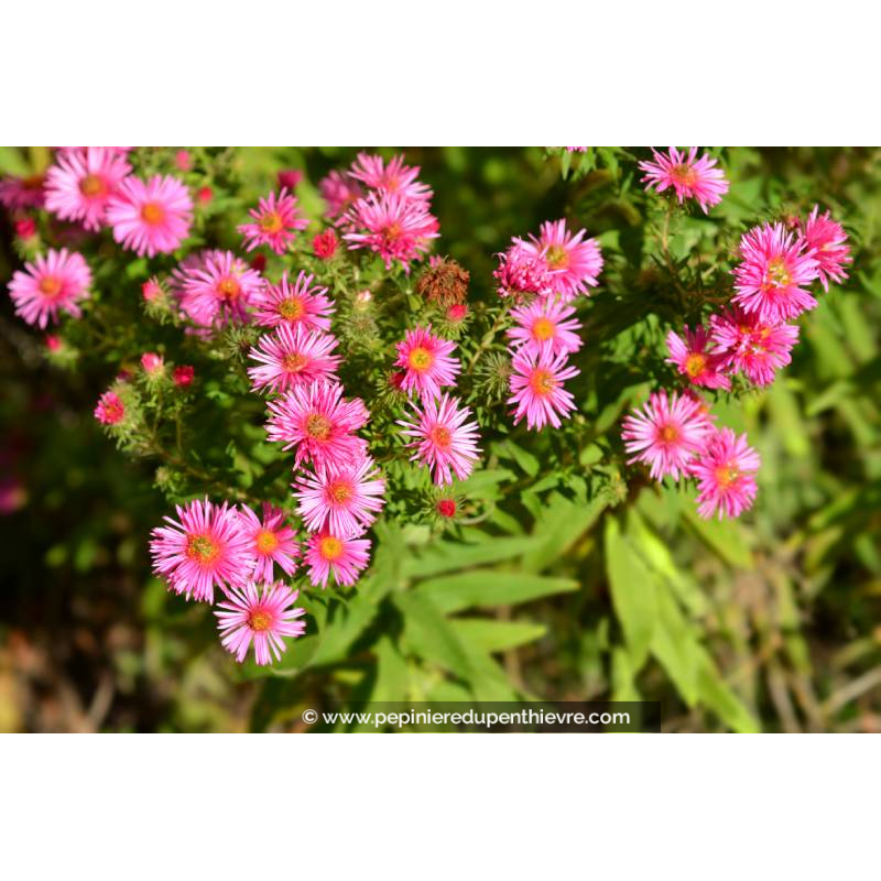 ASTER novi-angliae 'Andenken an Alma Pötschke'