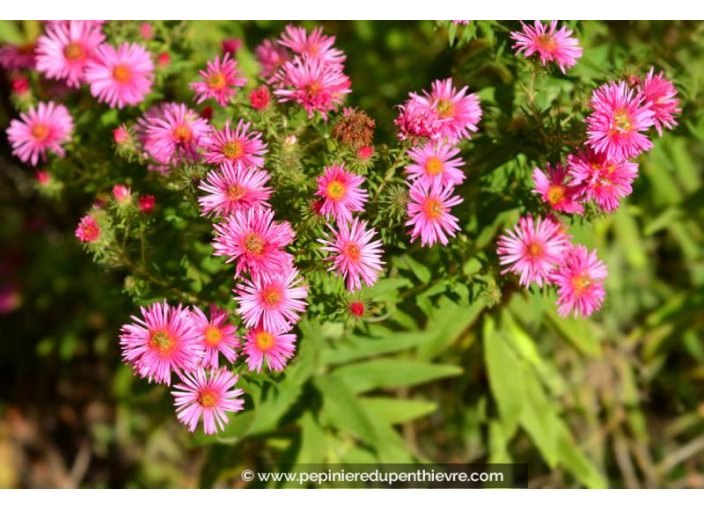 ASTER novi-angliae 'Andenken an Alma Pötschke'