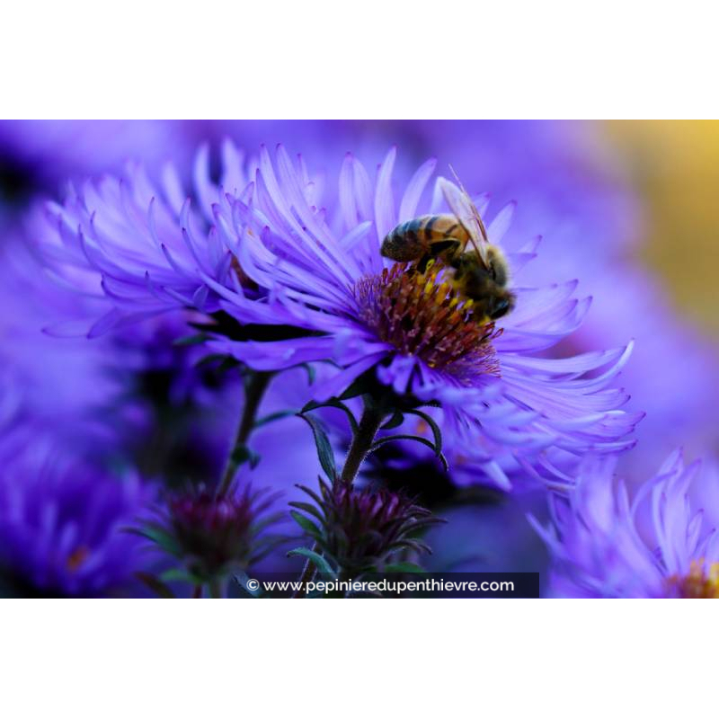 ASTER novi-angliae 'Purple Dome'