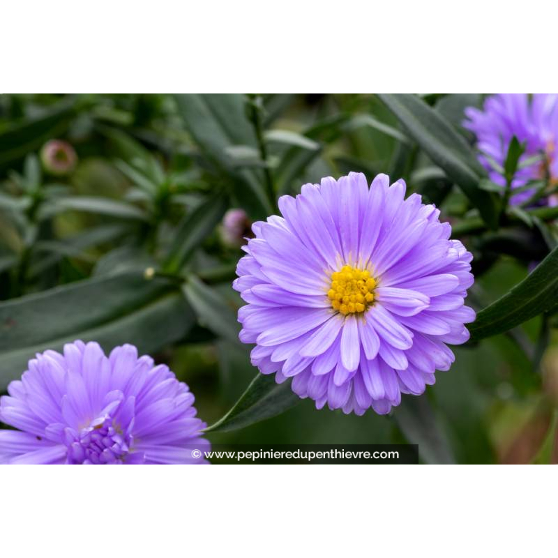 ASTER novi-belgii 'Marie Ballard'